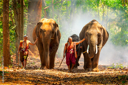 An expert on elephants or elephants is leading three elephants in a big forest. The mahout and the elephant at surin Thailand. © Thirawatana