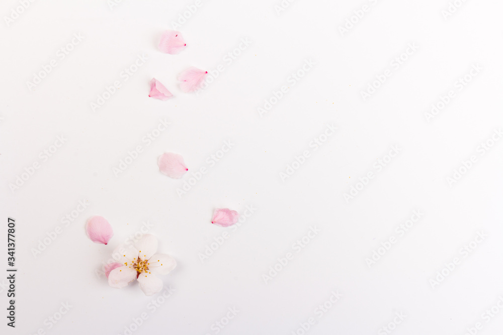 Spring flowers, beautiful apricot blossoms,  isolated on white background