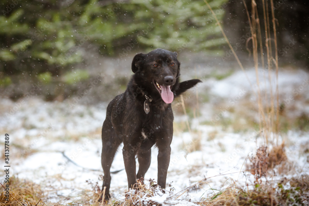 Charming black dog with expressive ears. Dog for a walk in the forest. Photoshoot of a black purebred dog Charming black dog with expressive ears. Dog for a walk in the forest. Photoshoot of a black purebred dog
