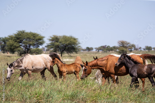 Gros plan sur un jeune poulain au milieu d un troupeau de chevaux en libert  