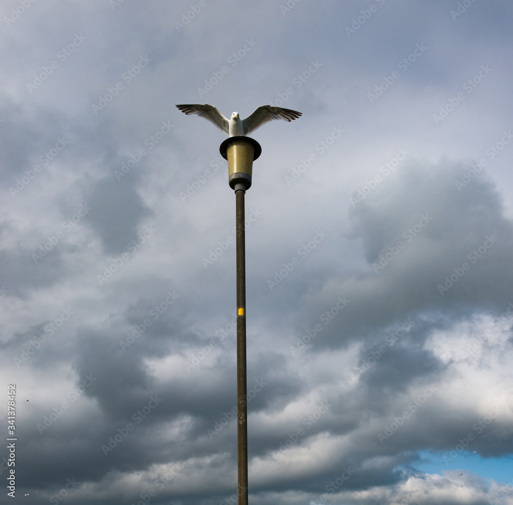 Seagull landing on streetlamp, dark cloudy storm clouds background