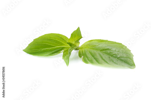 leaf of basil isolated on white