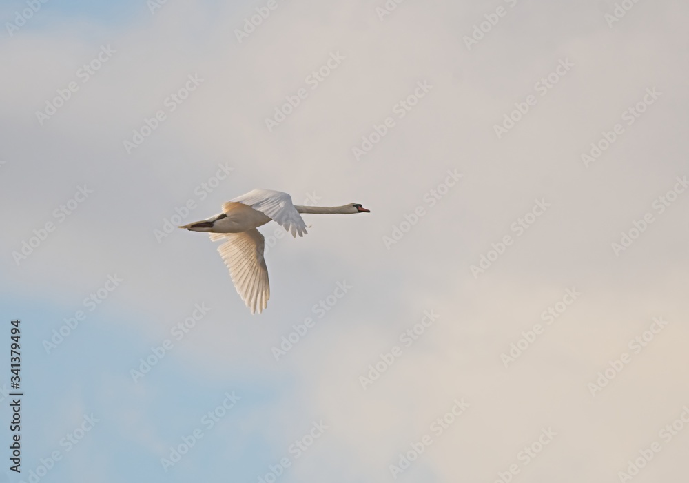 Mute swan (Cygnus olor) flying Mute swan (Cygnus olor) flying