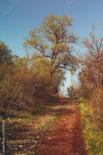 Sun shining over road, path, walkway through forest