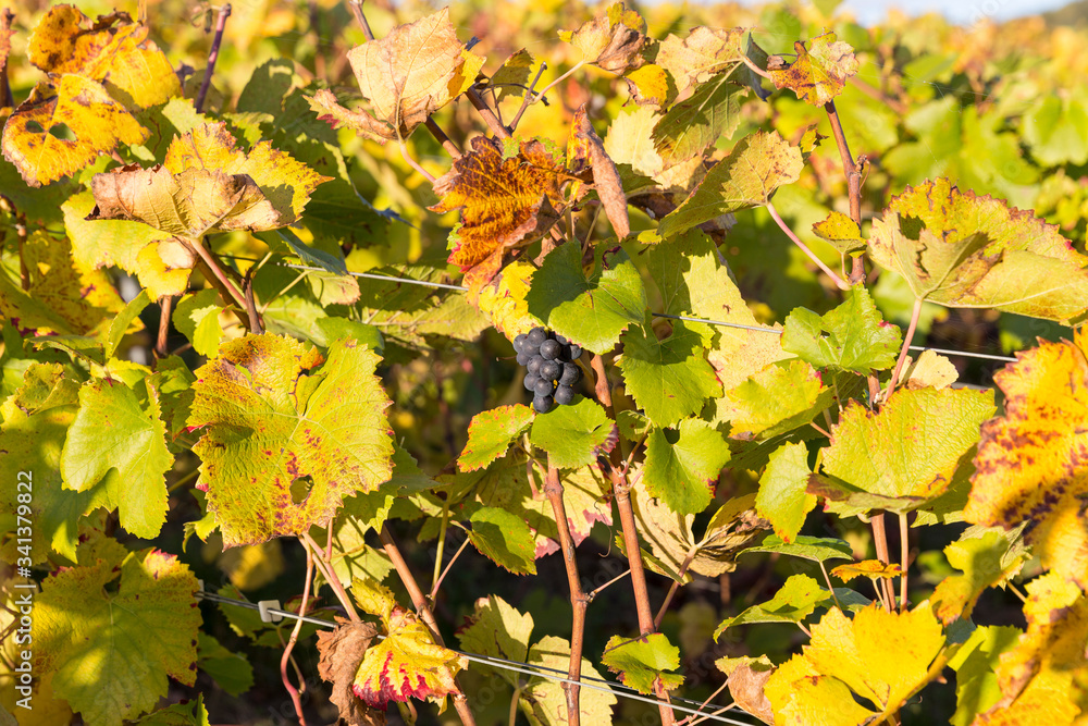 Vignoble en automne juste avant la récolte du raisin Vignoble en automne juste avant la récolte du raisin