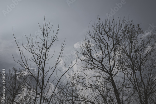 Beautiful sky when sunset with silhouette tree. Dark tone sky with silhouette tree. Black & white concept