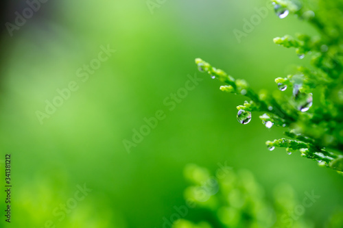 Macro of green pine branch with rain drops ,Pine needle with big dewdrops after rain