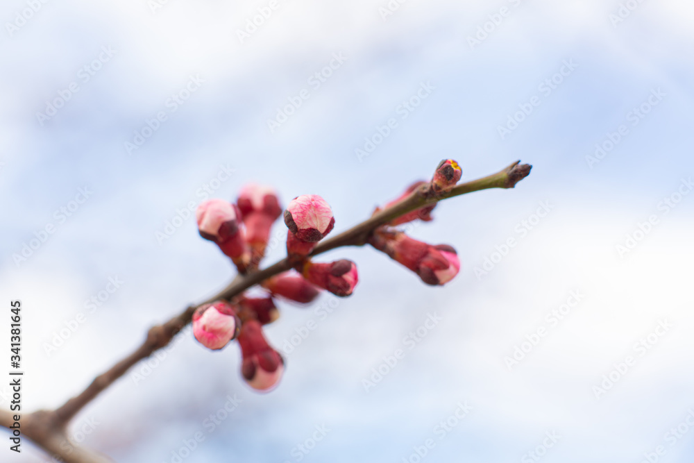 Flowering birch branch against the sky. Spring flowering trees Flowering birch branch against the sky. Spring flowering trees