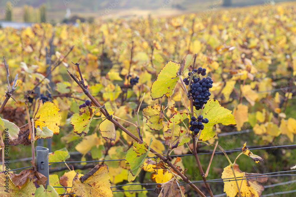 Obraz premium Vignoble en automne juste avant la récolte du raisin