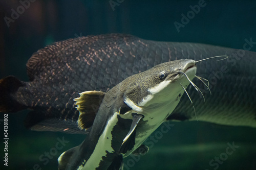 Redtail catfish (Phractocephalus hemioliopterus). Freshwater fish.  Fish under water.