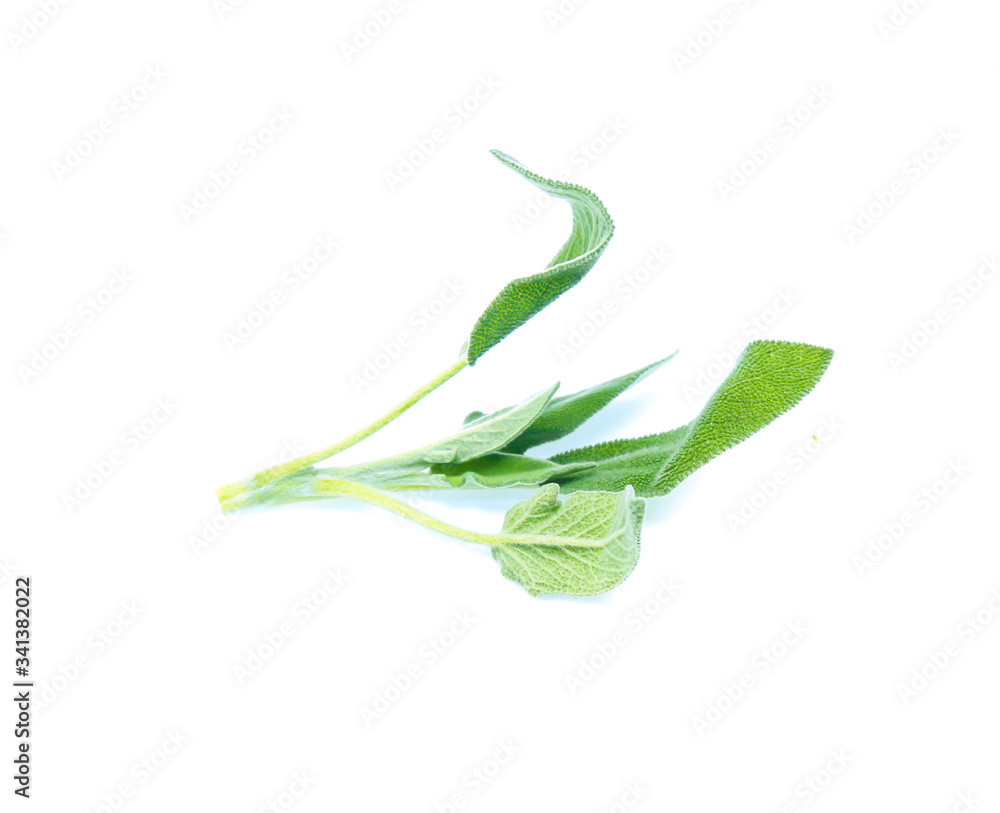 Sage leaves isolated on white background Sage leaves isolated on white background