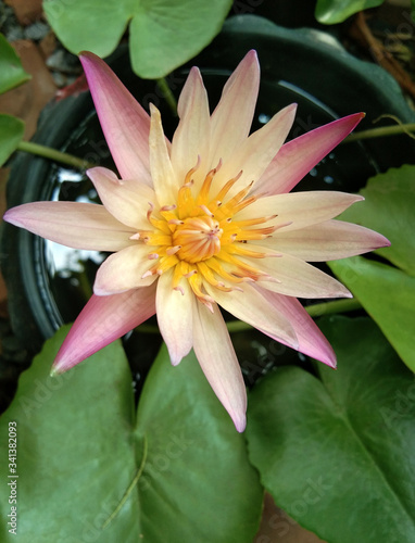 water lily flower, Upper corner of a pink lotus flower in a lotus pond, Below is a green lotus leaf background.