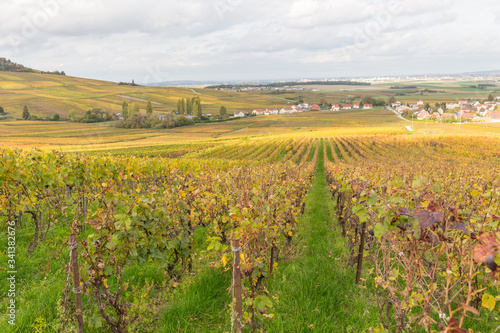 Vignoble en automne juste avant la récolte du raisin