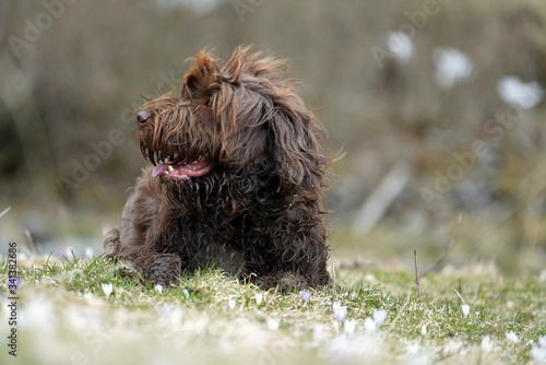 hunting dog, pudelpointer, in spring on the mountains