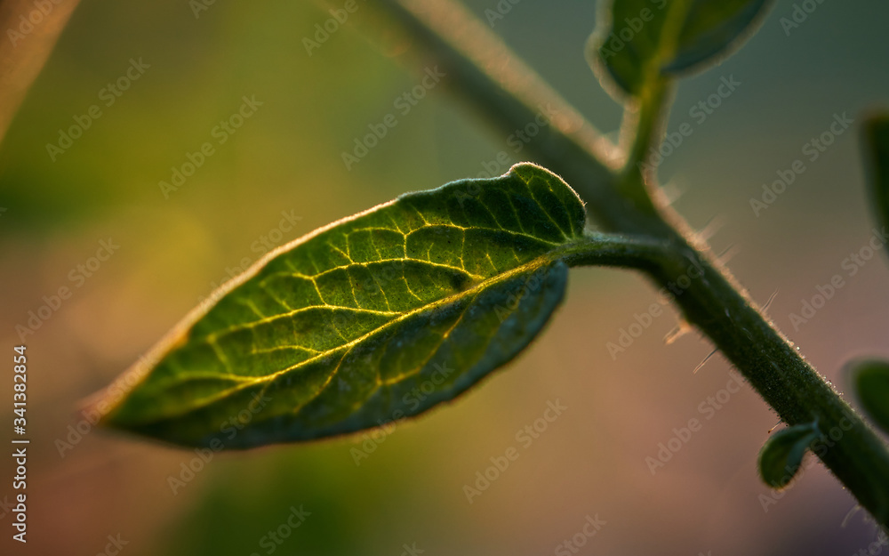 close-up view of leaf with sun light close-up view of leaf with sun light