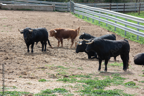 cows and lidia bulls grazing in the field in Guadalajara, Spain.