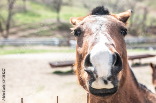 brown horse in a Spanish livestock  © arturo