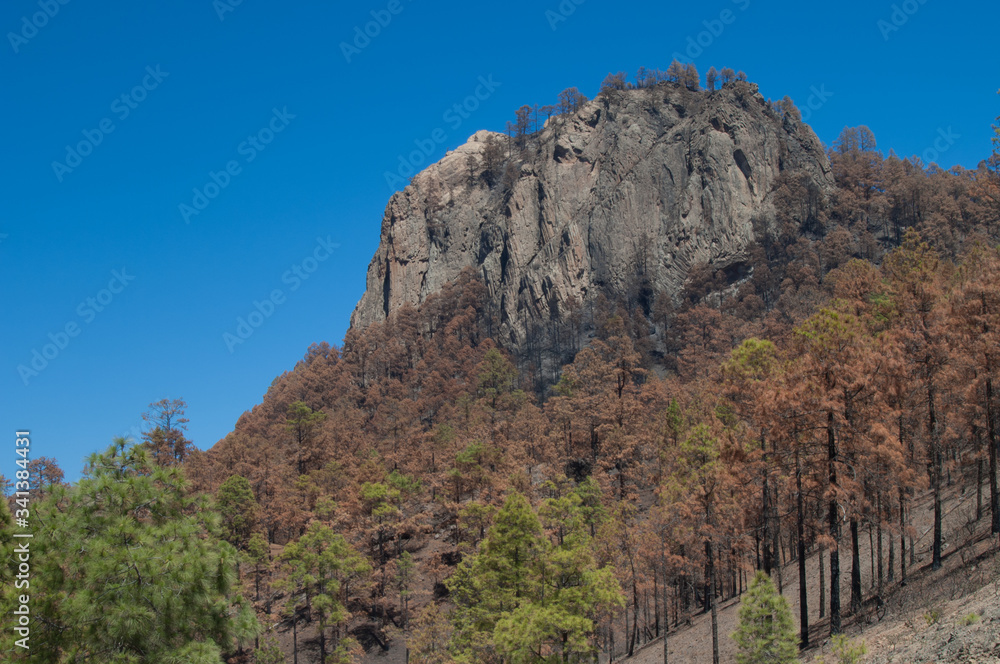 Morro de Pajonales and burned forest of Canary Island pine Pinus canariensis. Pajonales. Integral Natural Reserve of Inagua. Gran Canaria. Canary Islands. Spain.