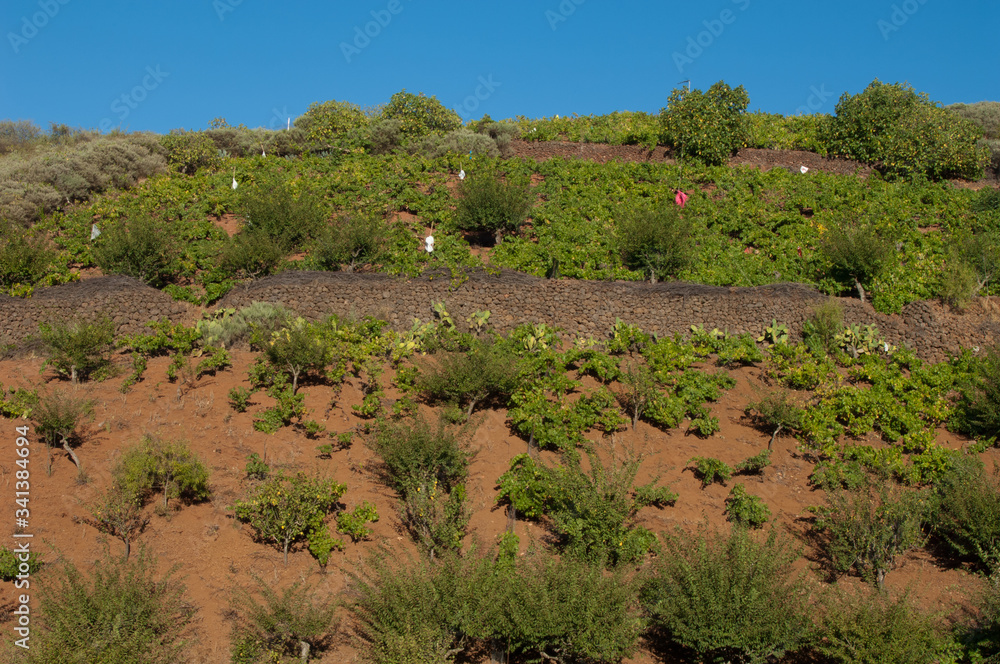 Crop field in Cueva Grande. San Mateo. Gran Canaria. Canary Island. Spain.