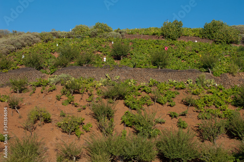 Crop field in Cueva Grande. San Mateo. Gran Canaria. Canary Island. Spain.