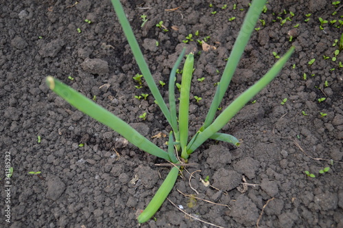 green onions growing in the garden