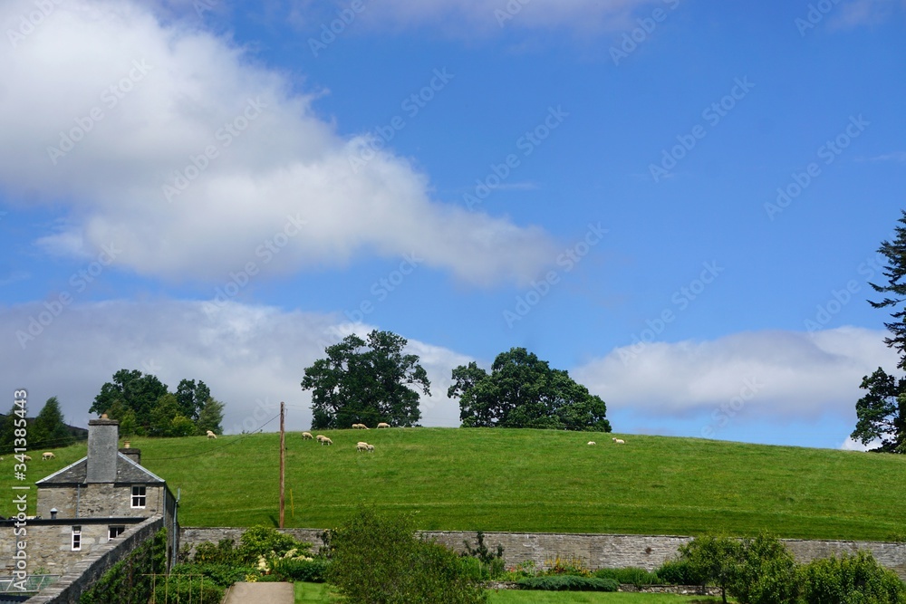 Blair Athol, Scotland: Sheep grazing under a bright blue sky on a hillside over the garden at Blair Castle, a 13th-century stronghold in the Scottish Highlands.

