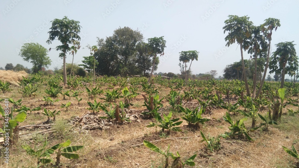 Banana trees field in India