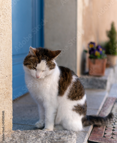 playing with my cat in the garden, coronatime, stay home photo