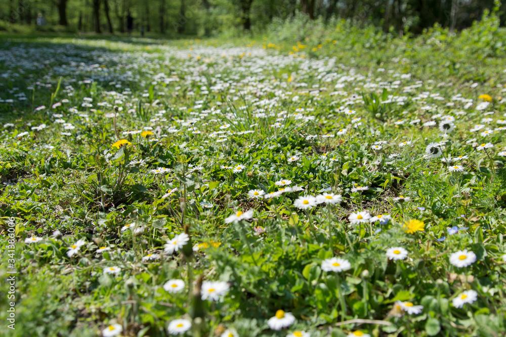 Fototapeta premium Wiese mit Gänseblümchen im Frühling