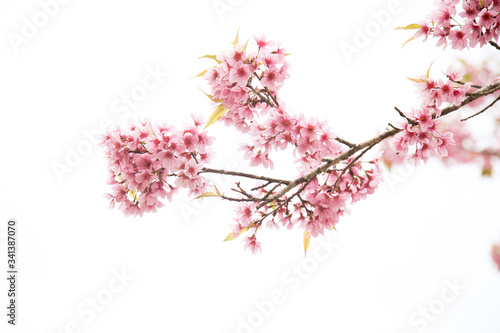 Beautiful cherry blossom or sakura in spring time over sky