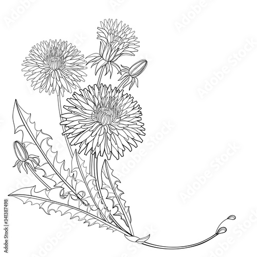 Corner bouquet of outline Dandelion flower  bud and ornate leaves in black isolated on white background.