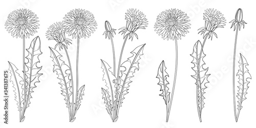 Set of outline Dandelion flower, bud and ornate leaves in black isolated on white background. 