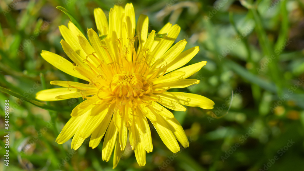 yellow dandelion flower yellow dandelion flower