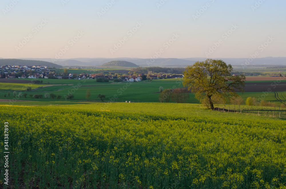 Fototapeta premium landchaft mit rapsfeld