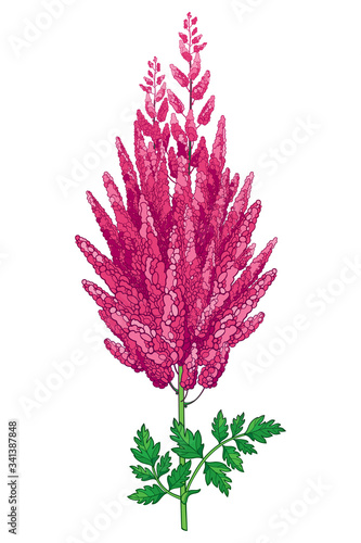 Stem with outline pink Astilbe or false spirea flower bunch and green leaf isolated on white background.