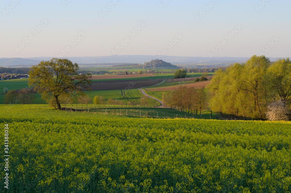 Fototapeta premium mittelgebirgslandschaft mit rapsfeld