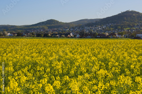 mittelgebirge mit raps