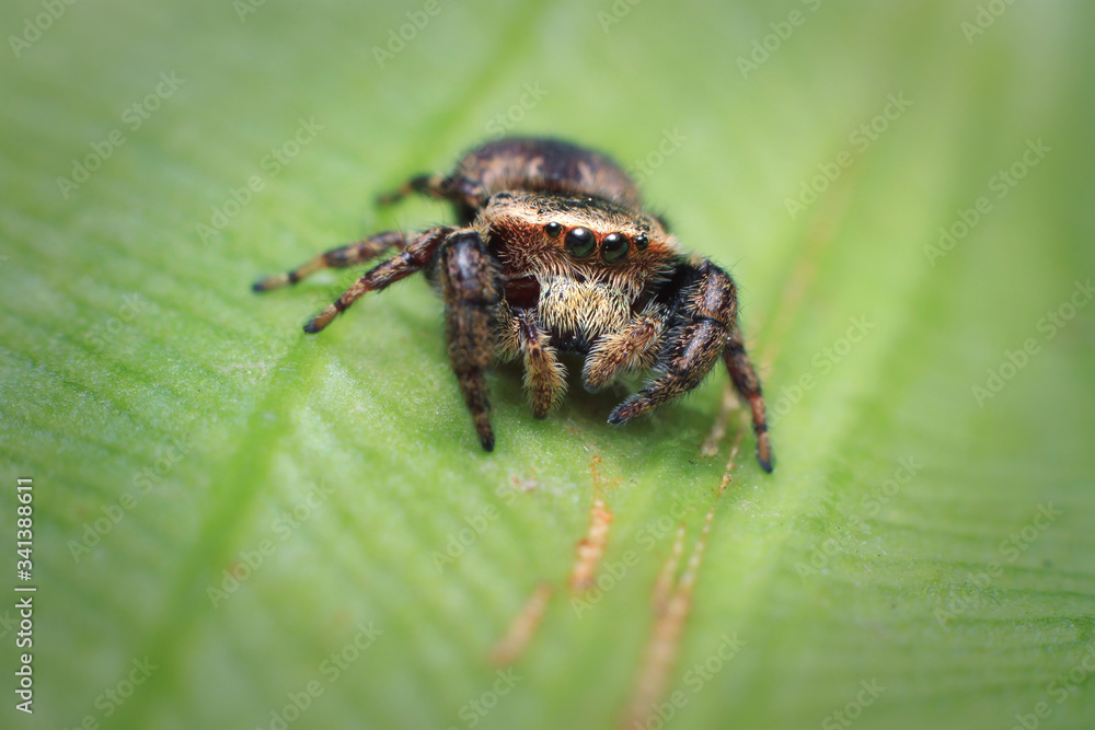 Closeup jumping spider on banana leaf backgroun. selective focus. macro photography. Closeup jumping spider on banana leaf backgroun. selective focus. macro photography.