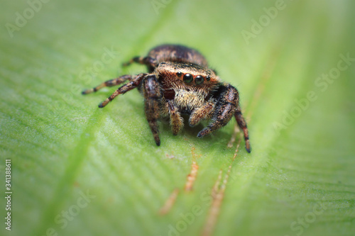 Closeup jumping spider on banana leaf backgroun. selective focus. macro photography.