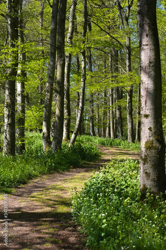 waldweg im frühling