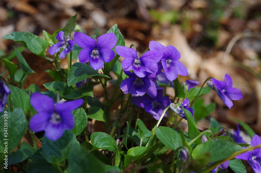waldveilchen Viola reichenbachiana