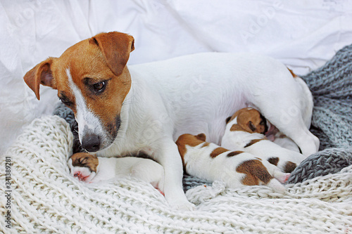 mother Jack Russell Terrier with three puppies who wet the milk on a knitted rug, Motherhood, protection © Nataliia Makarovska