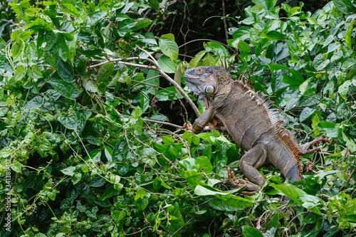 Green Iguana (Iguana iguana) in Tortuguero National Park, Costa Rica, Central America.