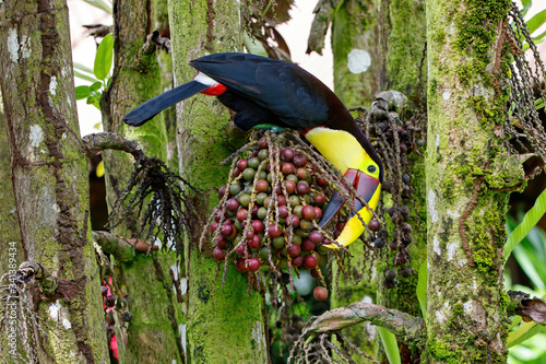 Chestnut-mandibled toucan or Swainson’s toucan, Ramphastos ambiguus swainsonii. Yellow-throated toucan in a palm tree to eat palm nuts in Tortuguero National Park, Сentral America, Costa Rica photo