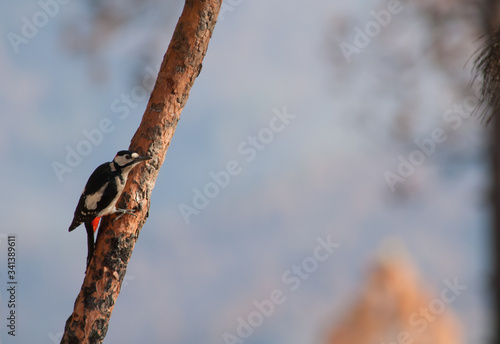 Great spotted woodpecker Dendrocopos major thanneri. Male. Alsandara mountain. Integral Natural Reserve of Inagua. Tejeda. Gran Canaria. Canary Islands. Spain. photo