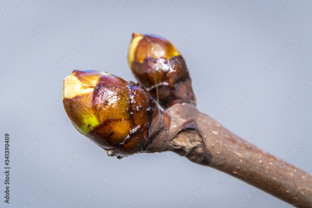 Large oily swollen chestnut buds and the first leaves in city parks and squares during the spring awakening. Large oily swollen chestnut buds and the first leaves in city parks and squares during the spring awakening.