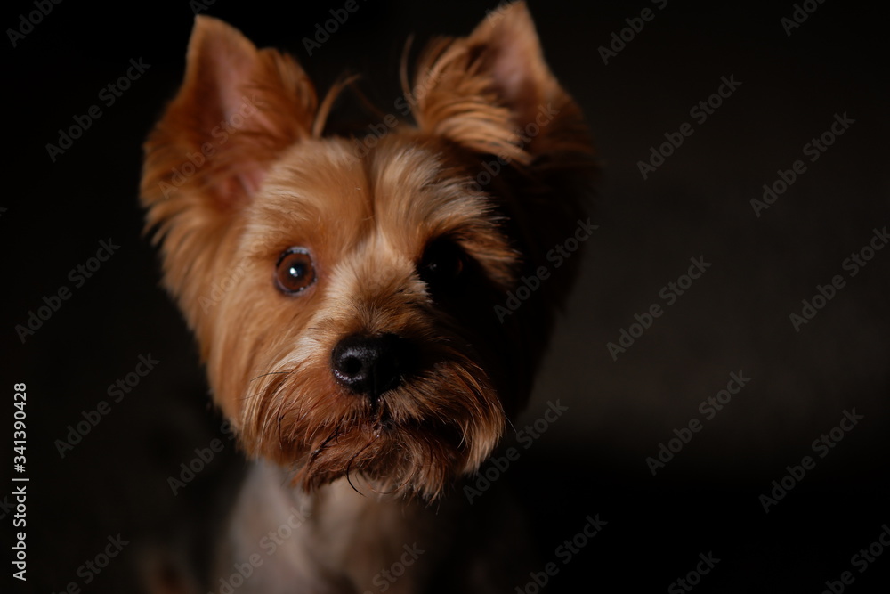 yorkshire terrier on black