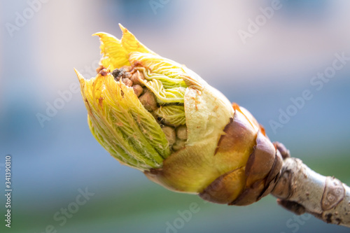 Large oily swollen chestnut buds and the first leaves in city parks and squares during the spring awakening.