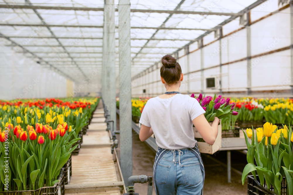 Obraz premium Girl worker with tulips,Beautiful young smiling girl, worker with flowers in greenhouse. Concept work in the greenhouse, flowers. Copy space stock image