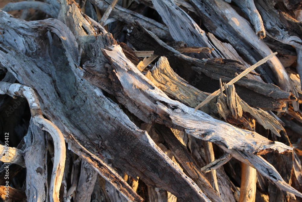 dead tree trunk dead tree trunk